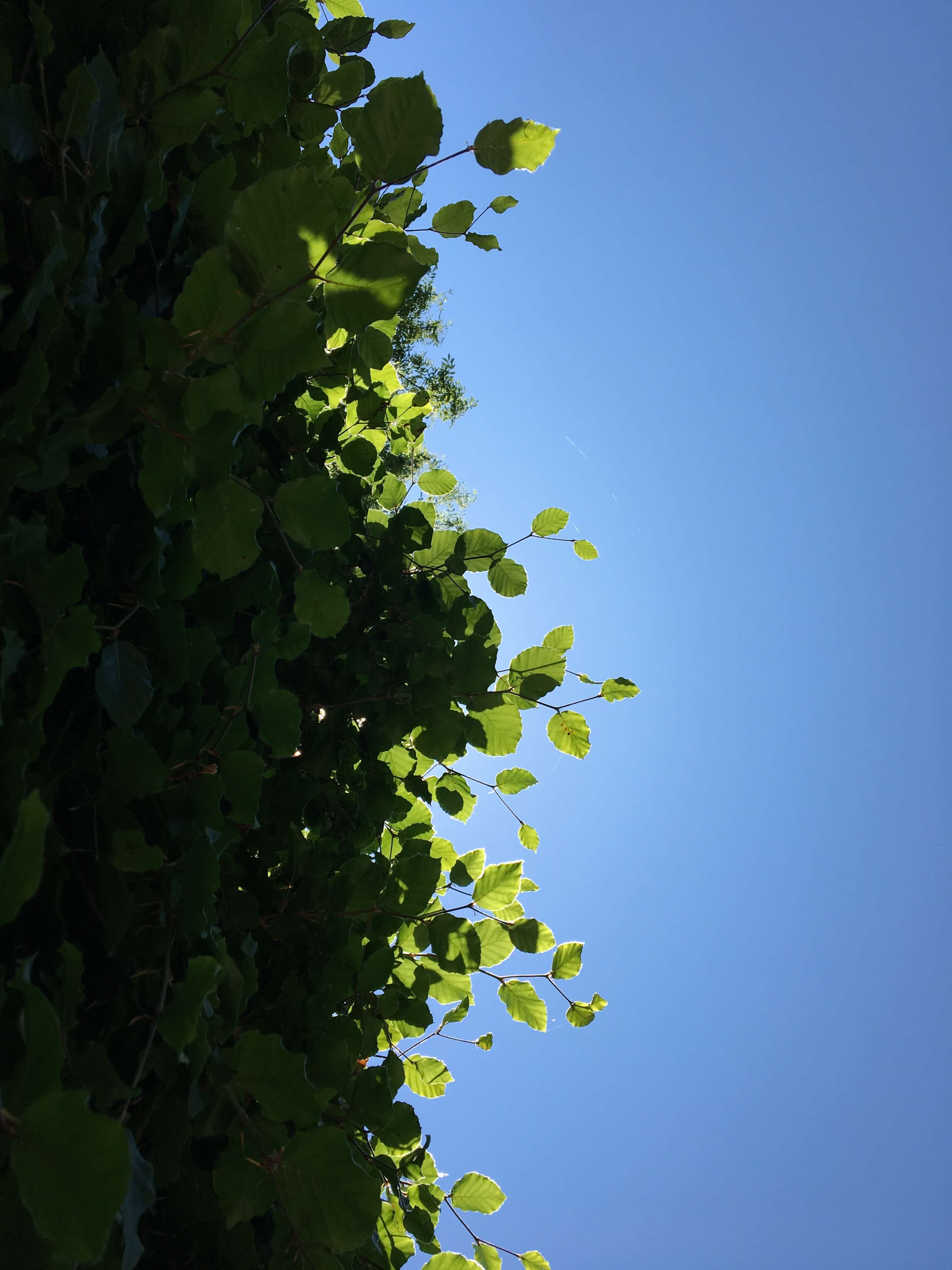 half leaf half blue sky